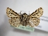  (Ocnogyna anatolica - TLMF_Lep_33579)  @11 [ ] CreativeCommons - Attribution Non-Commercial Share-Alike (2022) Peter Huemer Tiroler Landesmuseum
