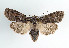  (Lithophane furcifera - TLMF Lep 09515)  @15 [ ] CreativeCommons - Attribution Non-Commercial Share-Alike (2013) Peter Huemer Tiroler Landesmuseum Ferdinandeum