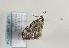  ( - TLMF Lep 09754)  @12 [ ] CreativeCommons - Attribution Non-Commercial Share-Alike (2013) Peter Huemer Tiroler Landesmuseum Ferdinandeum