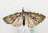  ( - TLMF Lep 10064)  @12 [ ] CreativeCommons - Attribution Non-Commercial Share-Alike (2013) Peter Huemer Tiroler Landesmuseum Ferdinandeum