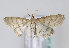  ( - TLMF Lep 10379)  @14 [ ] CreativeCommons - Attribution Non-Commercial Share-Alike (2013) Peter Huemer Tiroler Landesmuseum Ferdinandeum