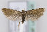  (Agonochaetia intermedia - TLMF Lep 10408)  @13 [ ] CreativeCommons - Attribution Non-Commercial Share-Alike (2013) Peter Huemer Tiroler Landesmuseum Ferdinandeum
