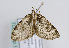  (Eustroma reticulata - TLMF Lep 10516)  @14 [ ] CreativeCommons - Attribution Non-Commercial Share-Alike (2013) Peter Huemer Tiroler Landesmuseum Ferdinandeum