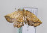  ( - TLMF Lep 10934)  @13 [ ] CreativeCommons - Attribution Non-Commercial Share-Alike (2013) Peter Huemer Tiroler Landesmuseum Ferdinandeum