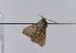  ( - TLMF Lep 11236)  @11 [ ] CreativeCommons - Attribution Non-Commercial Share-Alike (2013) Unspecified Tiroler Landesmuseum Ferdinandeum