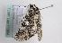  ( - TLMF Lep 11364)  @12 [ ] CreativeCommons - Attribution Non-Commercial Share-Alike (2013) Unspecified Tiroler Landesmuseum Ferdinandeum