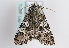  ( - TLMF Lep 11365)  @12 [ ] CreativeCommons - Attribution Non-Commercial Share-Alike (2013) Unspecified Tiroler Landesmuseum Ferdinandeum