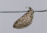  ( - TLMF Lep 12859)  @12 [ ] CreativeCommons - Attribution Non-Commercial Share-Alike (2013) Peter Huemer Tiroler Landesmuseum Ferdinandeum
