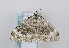  ( - TLMF Lep 13057)  @12 [ ] CreativeCommons - Attribution Non-Commercial Share-Alike (2013) Peter Huemer Tiroler Landesmuseum Ferdinandeum