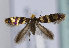  (Micropterix rothenbachii - TLMF Lep 11449)  @13 [ ] CreativeCommons - Attribution Non-Commercial Share-Alike (2013) Peter Huemer Tiroler Landesmuseum Ferdinandeum