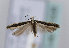  (Scrobipalpa perinii - TLMF Lep 11508)  @14 [ ] CreativeCommons - Attribution Non-Commercial Share-Alike (2013) Peter Huemer Tiroler Landesmuseum Ferdinandeum