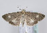  (Udea alpinalis - TLMF Lep 11742)  @14 [ ] CreativeCommons - Attribution Non-Commercial Share-Alike (2013) Peter Huemer Tiroler Landesmuseum Ferdinandeum