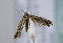  (Nemapogon falstriella - TLMF Lep 11960)  @12 [ ] CreativeCommons - Attribution Non-Commercial Share-Alike (2013) Peter Huemer Tiroler Landesmuseum Ferdinandeum