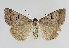 (Lygephila pastinum - TLMF Lep 13894)  @14 [ ] CreativeCommons - Attribution Non-Commercial Share-Alike (2014) Peter Huemer Tiroler Landesmuseum Ferdinandeum