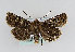  ( - TLMF Lep 13931)  @14 [ ] CreativeCommons - Attribution Non-Commercial Share-Alike (2014) Peter Huemer Tiroler Landesmuseum Ferdinandeum