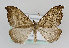  (Falcaria lacertinaria - TLMF Lep 13988)  @14 [ ] CreativeCommons - Attribution Non-Commercial Share-Alike (2014) Peter Huemer Tiroler Landesmuseum Ferdinandeum