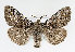  ( - TLMF Lep 13997)  @14 [ ] CreativeCommons - Attribution Non-Commercial Share-Alike (2014) Peter Huemer Tiroler Landesmuseum Ferdinandeum