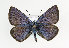  (Cyaniris semiargus - TLMF Lep 14012)  @15 [ ] CreativeCommons - Attribution Non-Commercial Share-Alike (2014) Peter Huemer Tiroler Landesmuseum Ferdinandeum