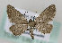  (Eupithecia pygmaeata - TLMF Lep 14146)  @14 [ ] CreativeCommons - Attribution Non-Commercial Share-Alike (2014) Peter Huemer Tiroler Landesmuseum Ferdinandeum