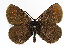  (Erebia manto - TLMF Lep 14285)  @15 [ ] CreativeCommons - Attribution Non-Commercial Share-Alike (2014) Peter Huemer Tiroler Landesmuseum Ferdinandeum