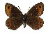  (Erebia - TLMF Lep 14294)  @15 [ ] CreativeCommons - Attribution Non-Commercial Share-Alike (2014) Peter Huemer Tiroler Landesmuseum Ferdinandeum