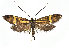  (Nemophora scopolii - TLMF Lep 15126)  @15 [ ] CreativeCommons - Attribution Non-Commercial Share-Alike (2014) Peter Huemer Tiroler Landesmuseum Ferdinandeum