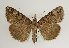  (Hypena obsitalis - TLMF Lep 15708)  @14 [ ] CreativeCommons - Attribution Non-Commercial Share-Alike (2014) Peter Huemer Tiroler Landesmuseum Ferdinandeum