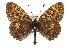  (Boloria thore - TLMF Lep 19567)  @15 [ ] CreativeCommons - Attribution Non-Commercial Share-Alike (2016) Peter Huemer Tiroler Landesmuseum