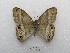  ( - MACN-Bar-Lep-ct 03263)  @11 [ ] Copyright (2014) MACN Museo Argentino de Ciencias Naturales "Bernardino Rivadavia"