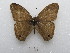  ( - MACN-Bar-Lep-ct 03286)  @11 [ ] Copyright (2014) MACN Museo Argentino de Ciencias Naturales "Bernardino Rivadavia"