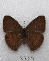  ( - MACN-Bar-Lep-ct 03305)  @12 [ ] Copyright (2014) MACN Museo Argentino de Ciencias Naturales "Bernardino Rivadavia"