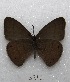  (Hermeuptychia fallax - MACN-Bar-Lep-ct 03312)  @13 [ ] Copyright (2014) MACN Museo Argentino de Ciencias Naturales "Bernardino Rivadavia"