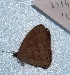  ( - MACN-Bar-Lep-ct 03314)  @12 [ ] Copyright (2014) MACN Museo Argentino de Ciencias Naturales "Bernardino Rivadavia"