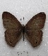  (Euptychoides - MACN-Bar-Lep-ct 03328)  @14 [ ] Copyright (2014) MACN Museo Argentino de Ciencias Naturales "Bernardino Rivadavia"