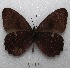  (Pedaliodes prosa - MACN-Bar-Lep-ct 03339)  @13 [ ] Copyright (2014) MACN Museo Argentino de Ciencias Naturales "Bernardino Rivadavia"