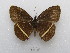  ( - MACN-Bar-Lep-ct 03340)  @11 [ ] Copyright (2014) MACN Museo Argentino de Ciencias Naturales "Bernardino Rivadavia"