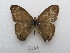  ( - MACN-Bar-Lep-ct 03349)  @11 [ ] Copyright (2014) MACN Museo Argentino de Ciencias Naturales "Bernardino Rivadavia"