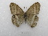  ( - MACN-Bar-Lep-ct 03355)  @11 [ ] Copyright (2014) MACN Museo Argentino de Ciencias Naturales "Bernardino Rivadavia"