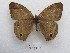  ( - MACN-Bar-Lep-ct 03401)  @11 [ ] Copyright (2014) MACN Museo Argentino de Ciencias Naturales "Bernardino Rivadavia"