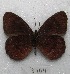  (Pedaliodes simmias - MACN-Bar-Lep-ct 03404)  @13 [ ] Copyright (2014) MACN Museo Argentino de Ciencias Naturales "Bernardino Rivadavia"