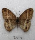  ( - MACN-Bar-Lep-ct 03414)  @13 [ ] Copyright (2014) MACN Museo Argentino de Ciencias Naturales "Bernardino Rivadavia"