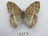  ( - MACN-Bar-Lep-ct 03427)  @11 [ ] Copyright (2014) MACN Museo Argentino de Ciencias Naturales "Bernardino Rivadavia"