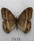  ( - MACN-Bar-Lep-ct 03431)  @13 [ ] Copyright (2014) MACN Museo Argentino de Ciencias Naturales "Bernardino Rivadavia"