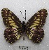  (Archonias reducta - MACN-Bar-Lep-ct 03469)  @13 [ ] Copyright (2014) MACN Museo Argentino de Ciencias Naturales "Bernardino Rivadavia"