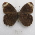  (Pedaliodes hewitsoni - MACN-Bar-Lep-ct 09579)  @11 [ ] Copyright (2024) MACN Museo Argentino de Ciencias Naturales "Bernardino Rivadavia"