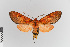  (Elysius diorus - EcEs-Lep-00481)  @11 [ ] copyright (2024) Gunnar Brehm Friedrich-Schiller-University Jena