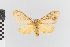  ( - EcEs-Lep-00512)  @11 [ ] copyright (2024) Gunnar Brehm Friedrich-Schiller-University Jena