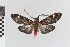  ( - EcEs-Lep-00517)  @11 [ ] copyright (2024) Gunnar Brehm Friedrich-Schiller-University Jena