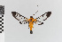  ( - EcEs-Lep-00519)  @11 [ ] copyright (2024) Gunnar Brehm Friedrich-Schiller-University Jena