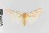  (Lophocampa nr. polyodonta - EcEs-Lep-00536)  @11 [ ] copyright (2024) Gunnar Brehm Friedrich-Schiller-University Jena
